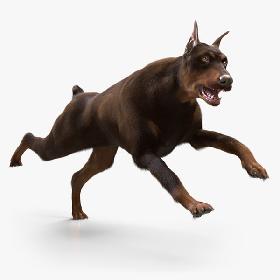 3D Doberman with Fur (Rigged) model